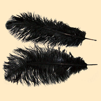 ostrich-feathers-01